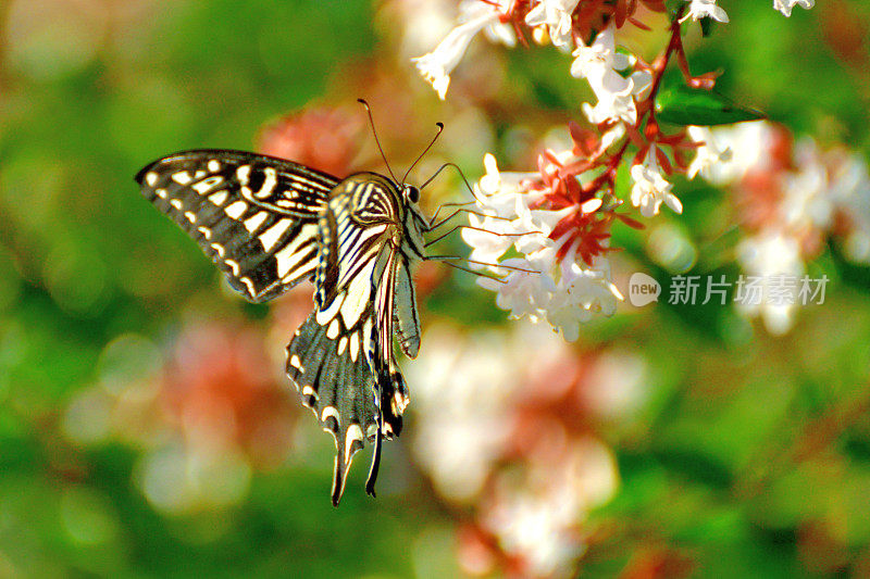 蝴蝶/燕尾蝶和桔梗花